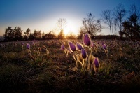 Koniklec velkokvety - Pulsatilla grandis - Pasqueflower o0052